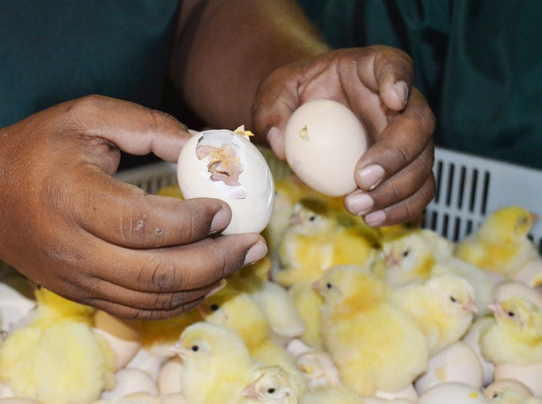 Crean pollos con tecnología para que sean resistentes a la gripe Aviar