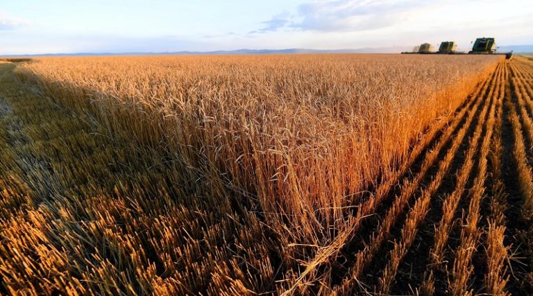 Brasil compra a Rusia lote récord de trigo