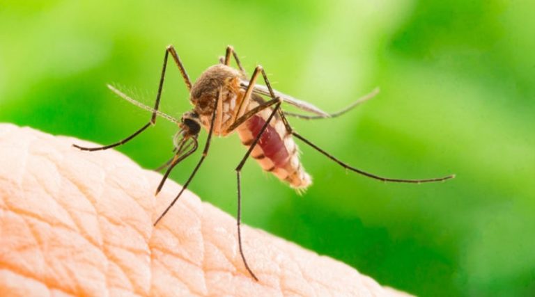 Aumentan riesgos de la salud por picaduras de mosquitos