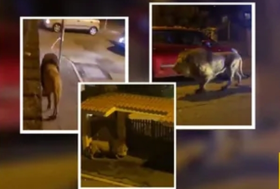 Italia: un león se escapó de un circo cerca de Roma y puso en alerta a la ciudad durante horas (+ Video)