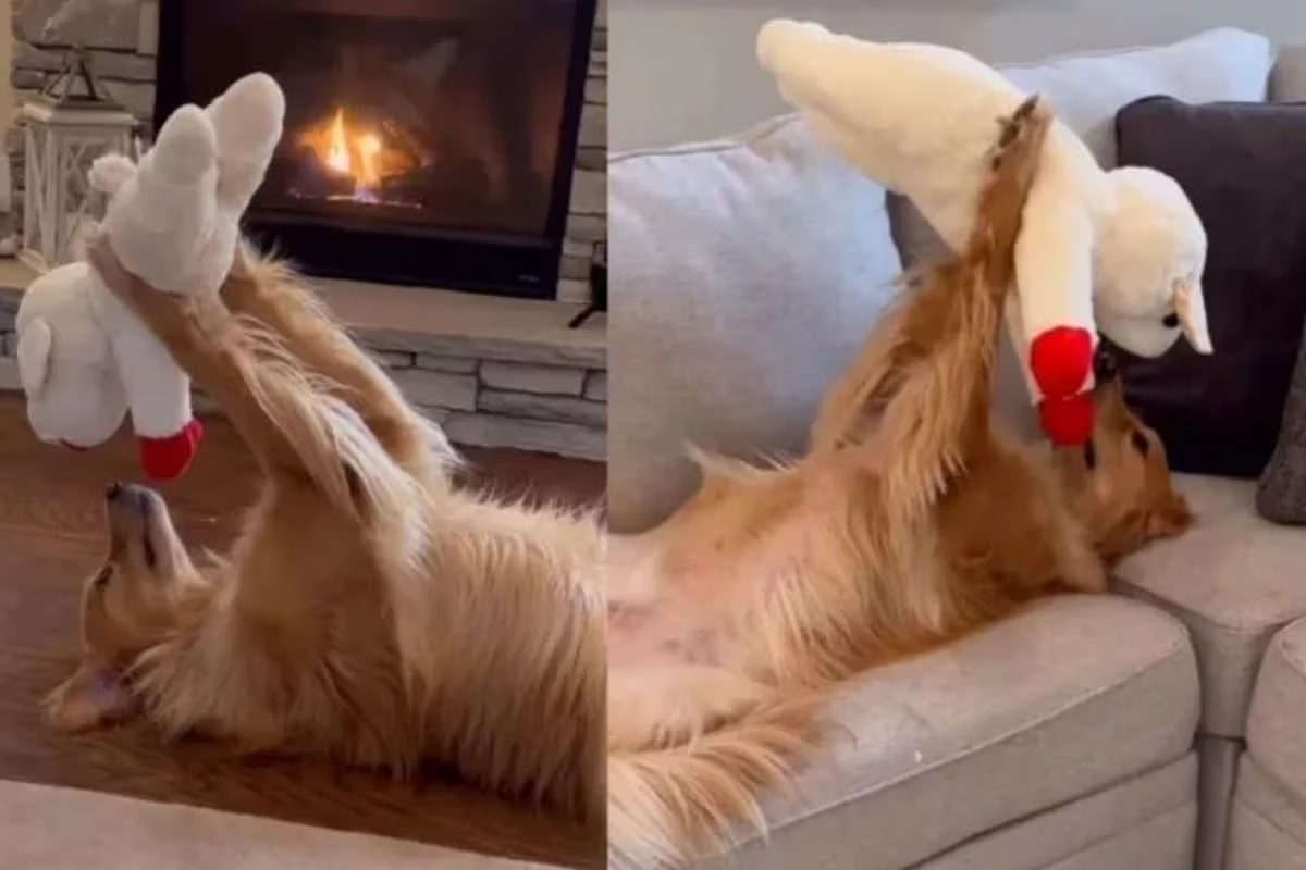 El encantador Golden que conquistó las redes tras tierno video con su peluche (+ Video)