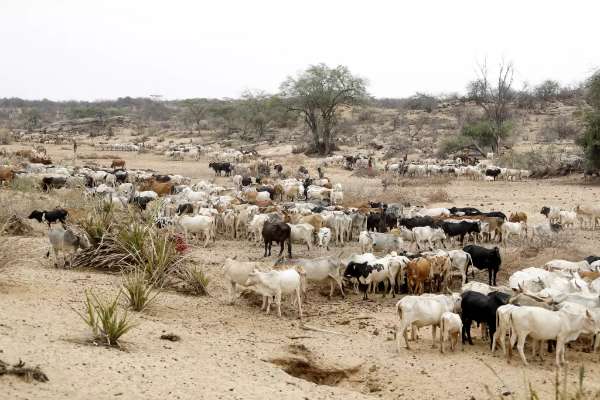 OMS: Cinco países de África tienen brotes de ántrax, con más de 1.100 casos sospechosos