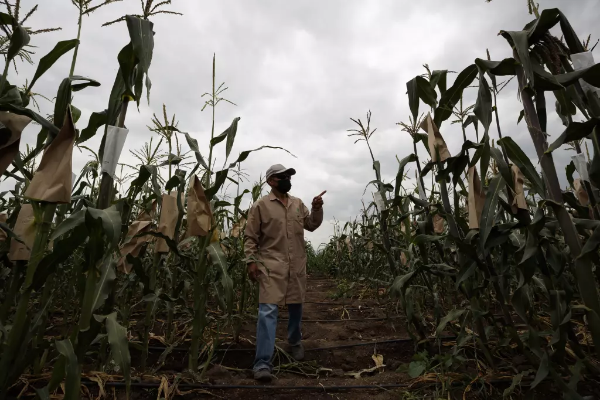 Campesinos mexicanos advierten de la disminución de 4 millones de hectáreas de siembra en 2023