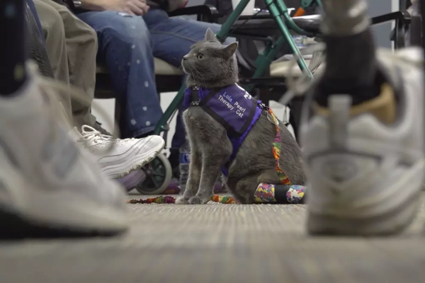 Promueven terapia con gatos para mejorar el bienestar de comunidades