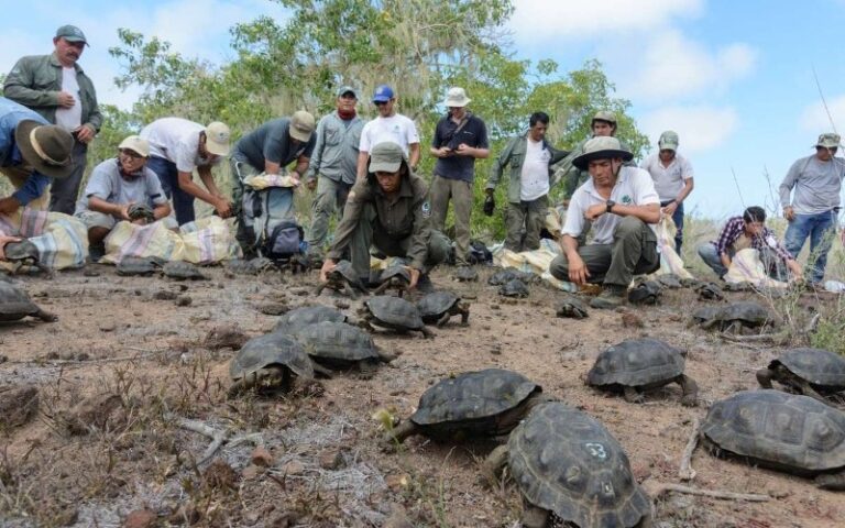 Cerca de 100 tortugas gigantes criadas en cautiverio son liberadas en las Islas Galápagos