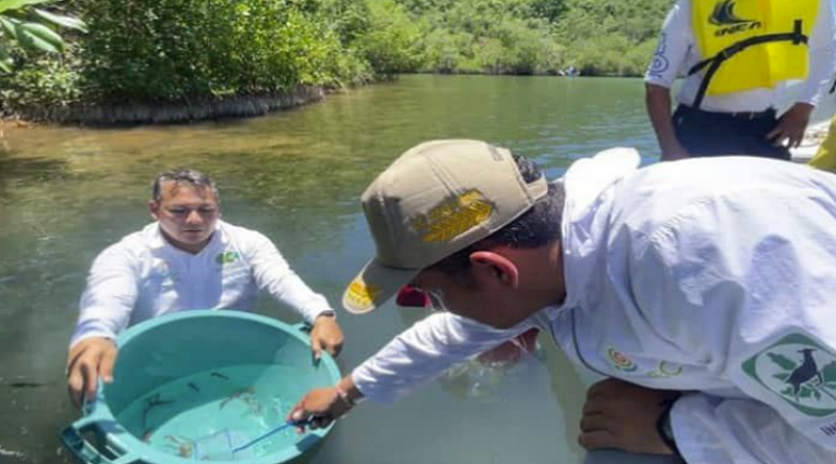 Realizan III jornada de liberación de caballitos de mar en Parque Nacional Mochima