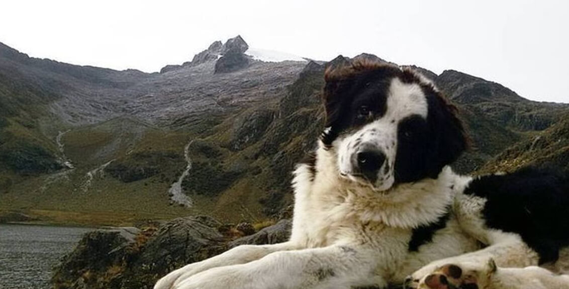 Federación Canina de Venezuela certifica a los perros Mucuchíes como la única raza pura del país