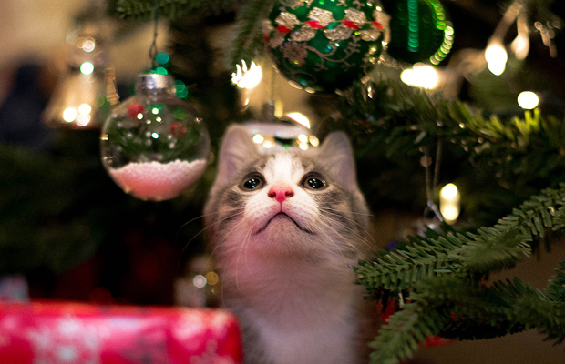 ¿Gatos y árboles de Navidad? ¡Esto es todo lo que debes saber!