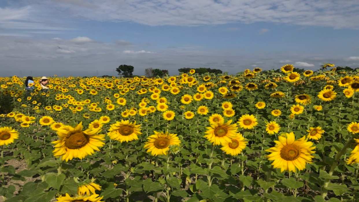 Campos de girasoles de Portuguesa están listos para recibir a los turistas