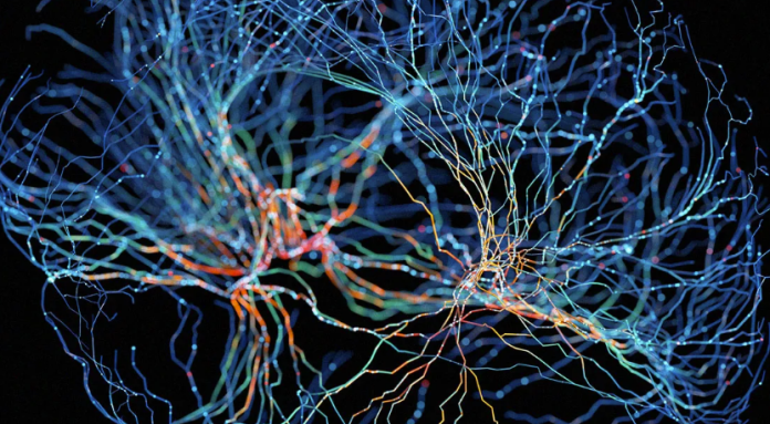 Un organoide cerebral podría ser la computadora del futuro