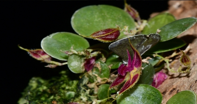 Hallan seis nuevas especies de orquídeas en provincia china