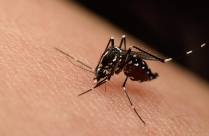 Aumentan casos de dengue en el mundo en siendo la mayoría en América