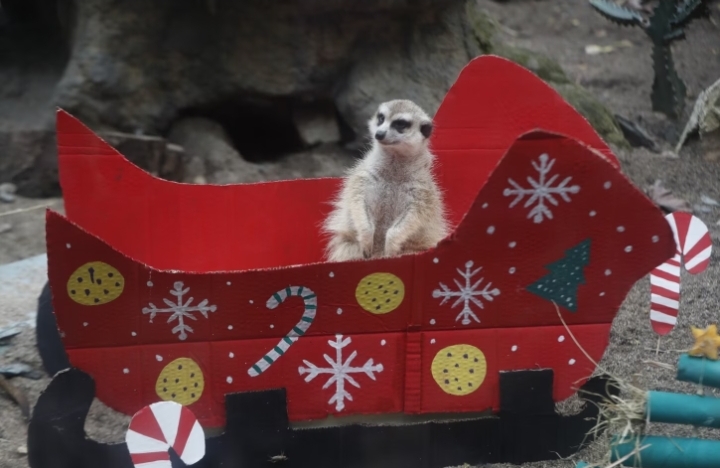 La Navidad llegó a un zoológico colombiano, con un banquete para los animales (+ Fotos)