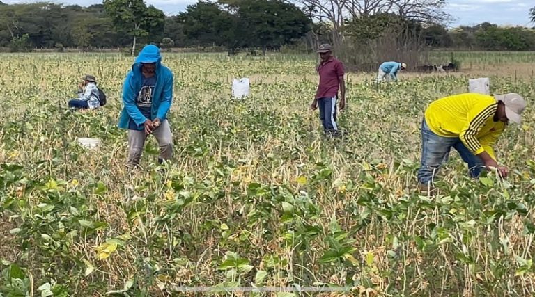 Guárico ocupa segundo lugar de producción de leguminosas en el país
