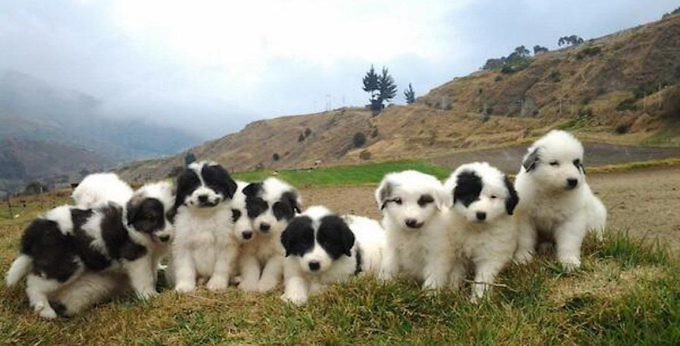 Sexagenario fue detenido por causar la muerte de al menos 12 perros tras darle comida con veneno y vidrio