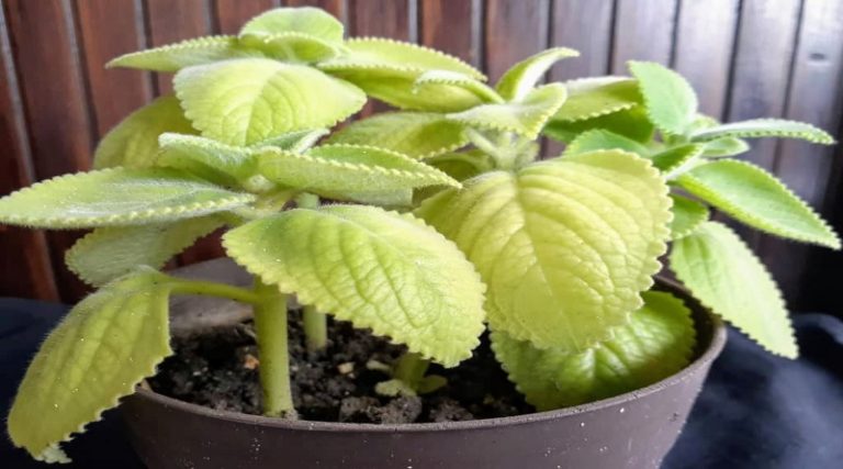 Conozca los sorprendentes beneficios del orégano para tu salud