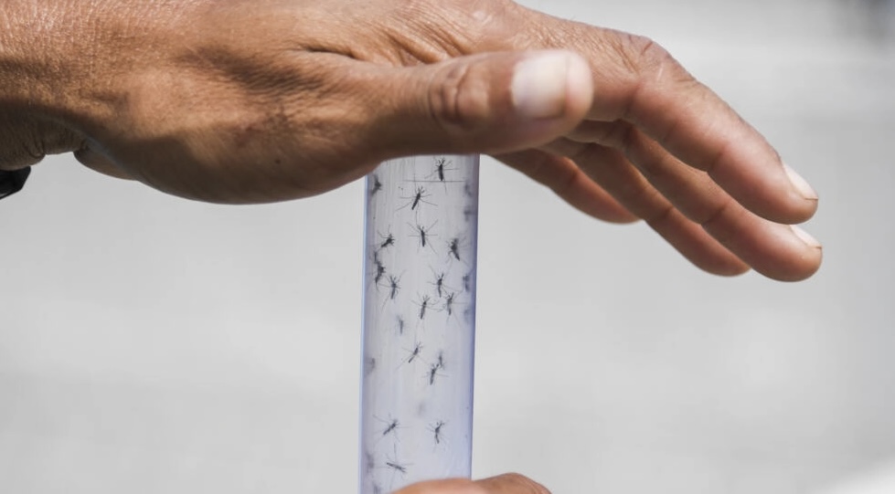 Brasil iniciará campaña de vacunación por aumento del dengue