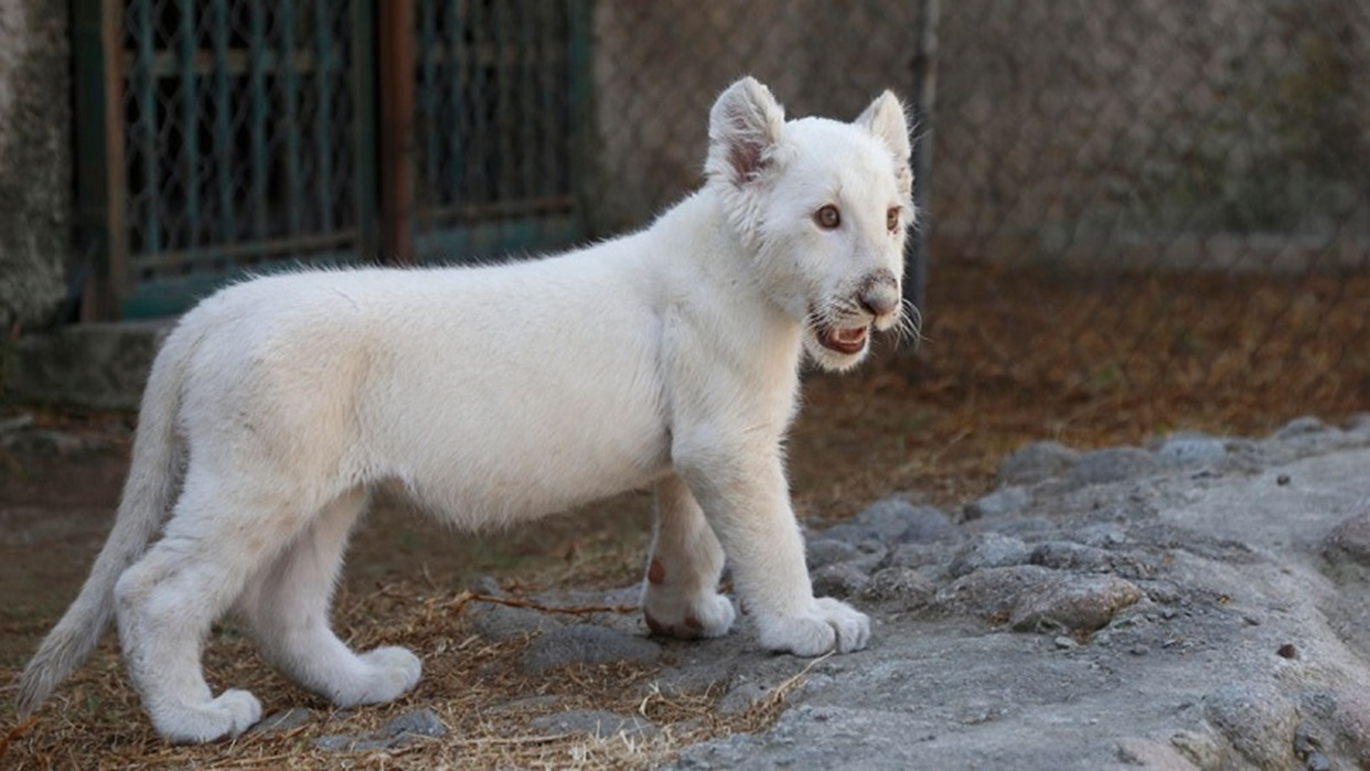 Autoridades verifican evolución de dos leones blancos en Zoológico Las Delicias