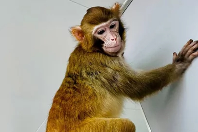 Investigadores chinos clonan con éxito un mono Rhesus