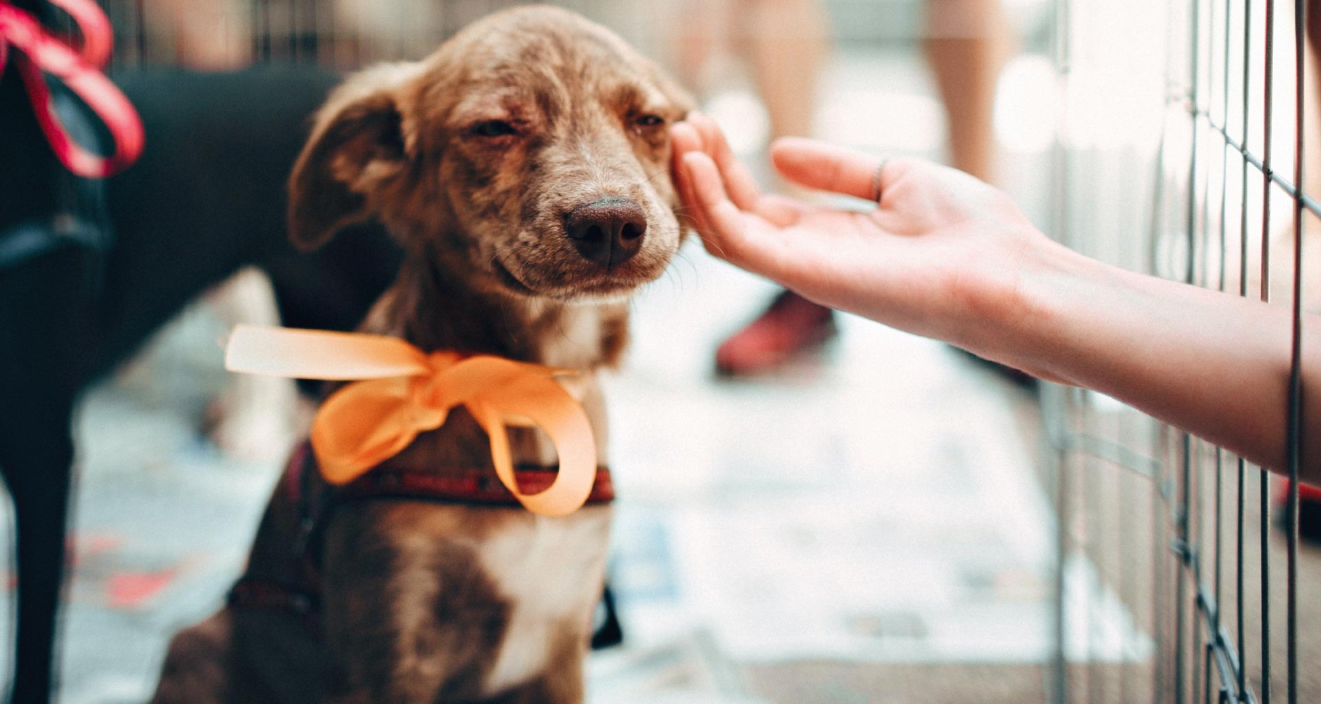 ¡Increíble! Ciudad en Italia quiere que adopten perros y les bajará impuestos a quienes lo hagan