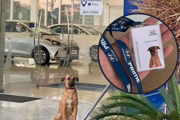 Hyundai contrata a un perrito mestizo como su vendedor