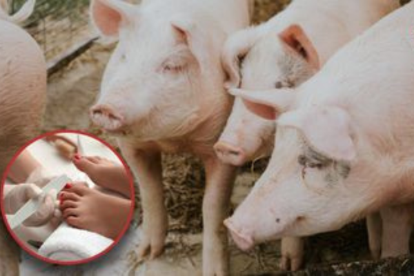 El pedicure para cerdos, el «exitoso» negocio de una mujer en Francia