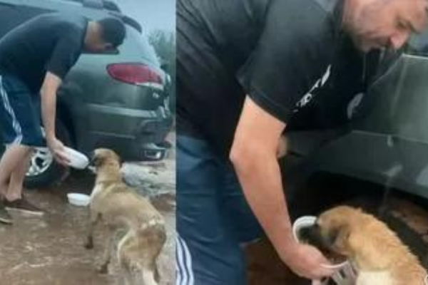 Hombre se hizo viral luego de rescatar a perros y gatos afectados por inundaciones (+ Video)