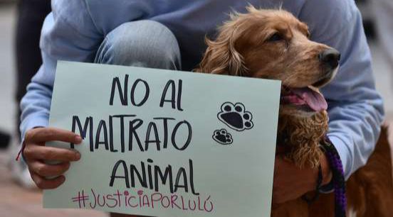 Proponen privativa de libertad como sanción por maltrato animal