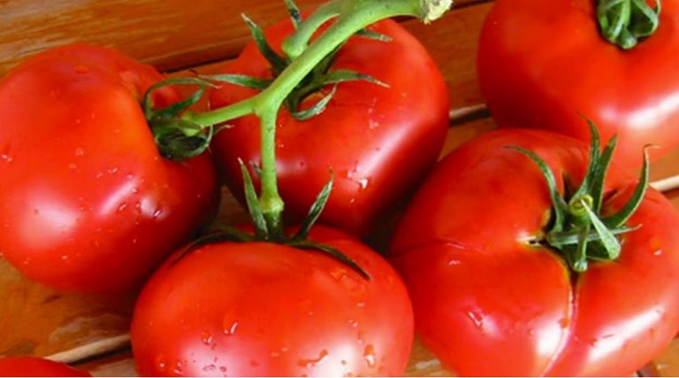 Conozca cuáles son los efectos de comer tomate crudo