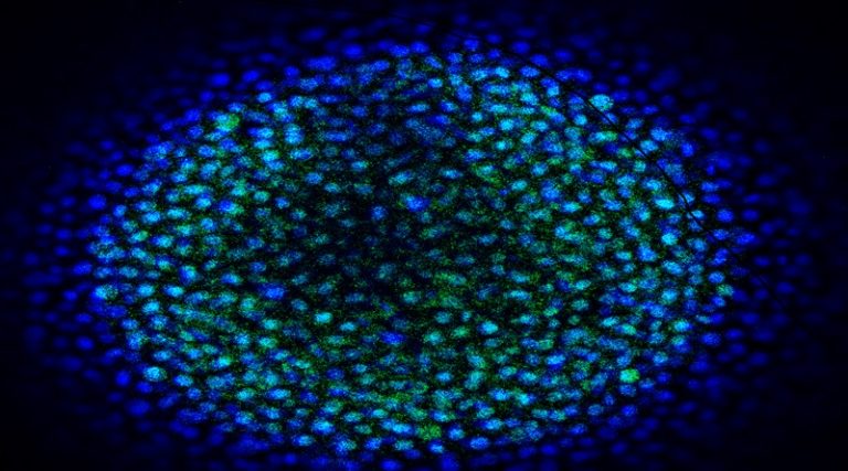 Descubren la clave de la vitamina A en el desarrollo embrionario de los vertebrados
