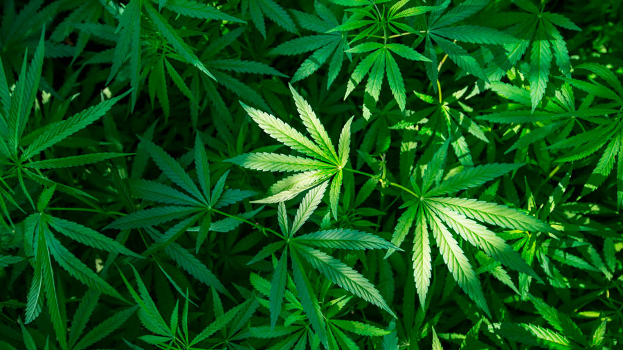 Consumo de marihüana eleva el riesgo de sufrir ataque cardiaco y derrame cerebral