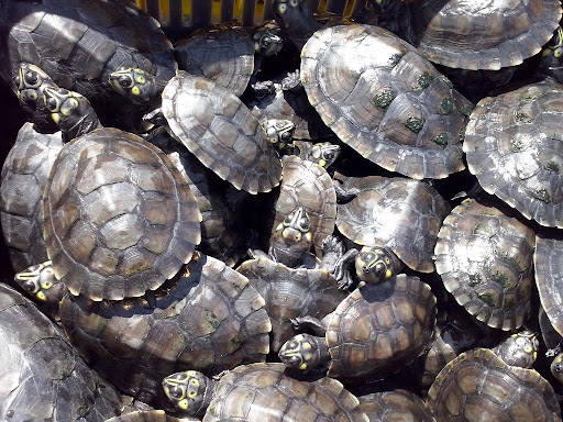 Alertan sobre tráfico ilegal de la tortuga Arrau