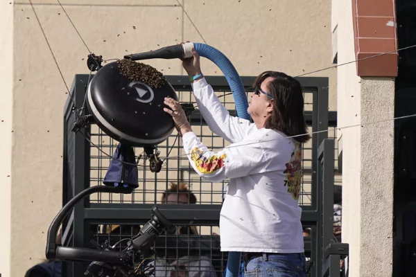 Abejas obligan a parar casi dos horas el duelo entre Alcaraz y Zverev en Indian Wells