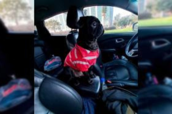 Delincuentes robaron camioneta con perro en su interior