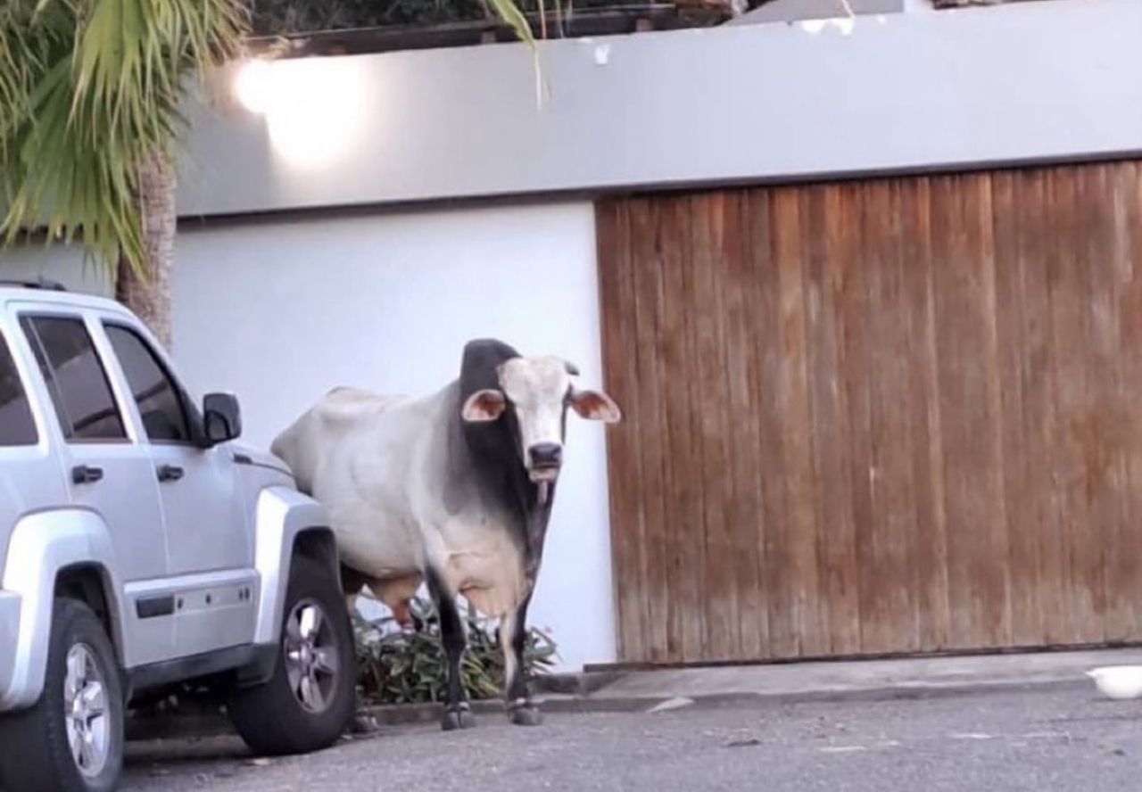 ¡Usuarios denuncian! Un toro suelto deambulando en Baruta, Urb. La Boyera (+ Detalles)