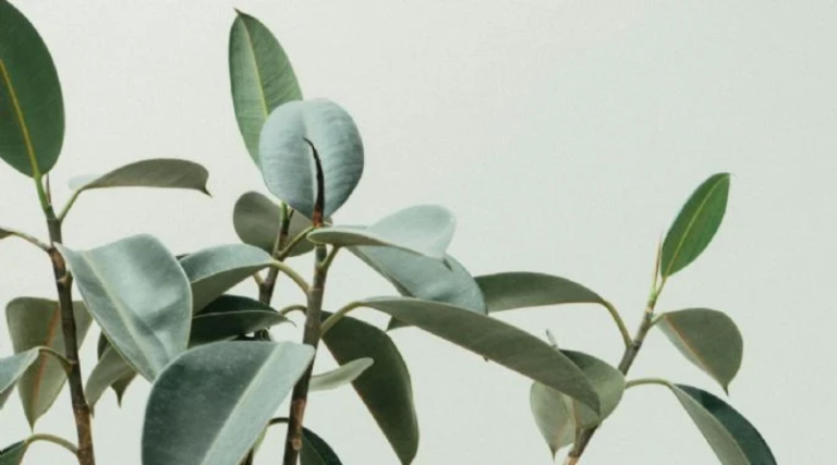 Conozca los beneficios de usar laurel (+ Detalles)