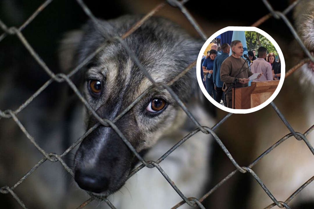 ¡Cárcel para maltratadores de animales! Así se anunció por el Fiscal General Tarek William Saab “Pena de 4 a 6 años”
