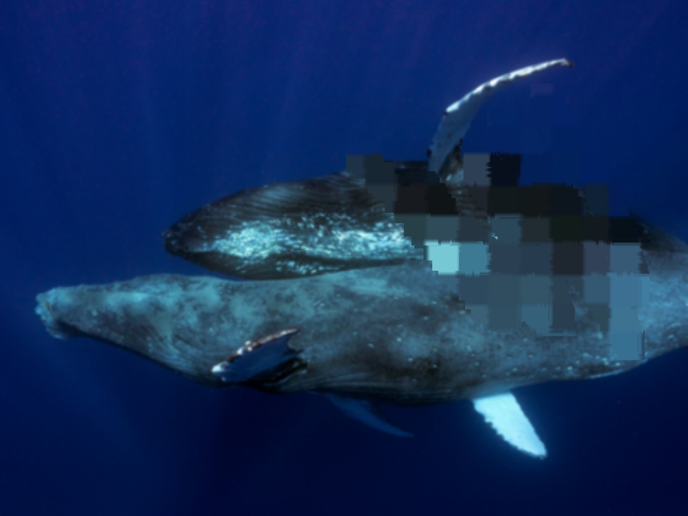 Por primera vez fotógrafos captan a dos ballenas jorobadas macho apareándose (+ Fotos)