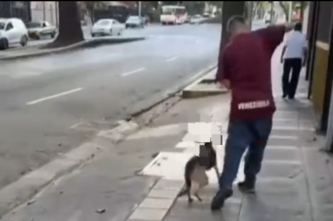 Vecinos de la Avenida Andrés Bello denuncian maltrato animal cerca de las Residencias junto a la Clínica Méndez Gimón (+ Vídeo)