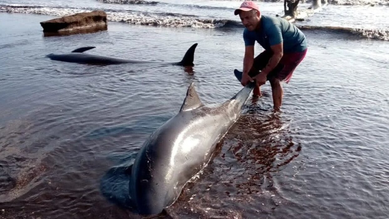 Al menos 20 delfines se acercaron de forma inusual a la orilla del mar en el estado Falcón
