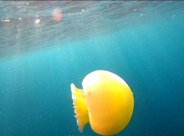 Alertan sobre presencia de medusas Bola de Cañón en costas de La Guaira y Aragua