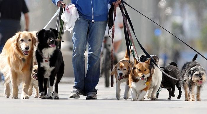A consulta pública nacional ley para el trato digno a los animales