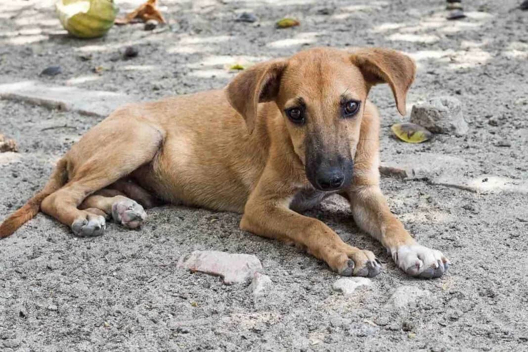 Extienden consulta pública sobre la ley para el trato digno de los animales