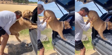 La estoica resistencia de un golden retriever que se niega a subirse en el maletero del carro (+ Video)