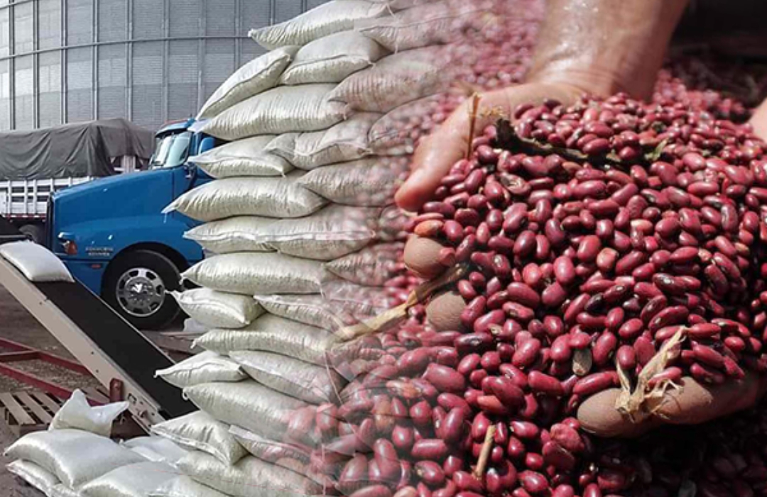 Exportación de 40 toneladas de frijol mungo desde Lara hacia Bélgica impulsa la economía regional
