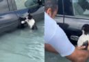 El emocionante rescate de un gatito que casi müere ahøgado por lluvias de Dubai (+ Video)