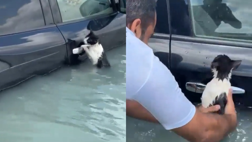 El emocionante rescate de un gatito que casi müere ahøgado por lluvias de Dubai (+ Video)