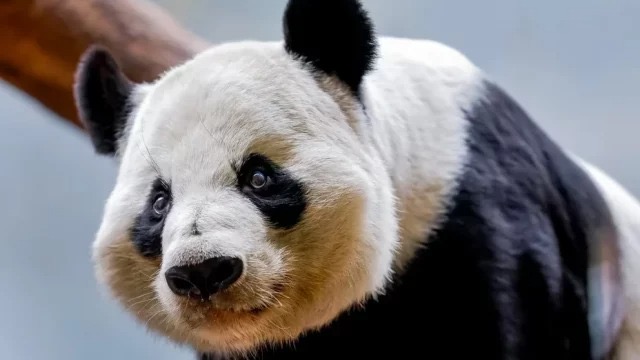 Los últimos pandas gigantes que viven en EEUU regresarán a China a finales de este año