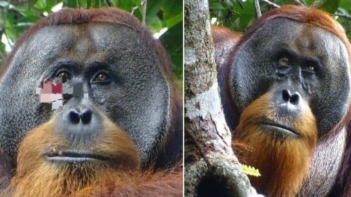 ¡Sorprendente! Un orangután de Sumatra se curó una herida usando una planta medicinal