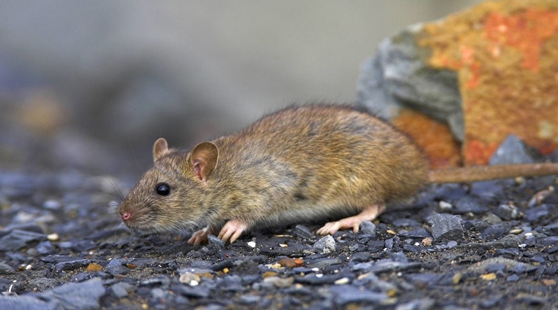Investigadores de España confirman decenas de personas infectadas con hepatitis E proveniente de las ratas